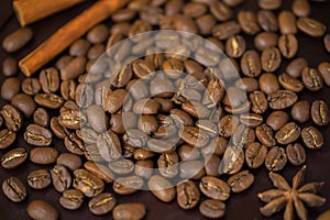 Grains of coffee close-up. Texture of extra large arabica Maragogype bean of very high quality, considered one of the