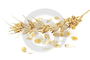 Grains and ear of wheat isolated on white background. Spikelet of wheat and grain on a white background. Yellow ear of