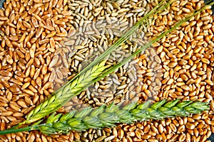 Grains and Ears photo