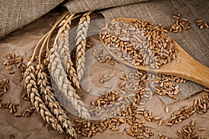 grains and ears of wheat on Kraft paper and  burlap.