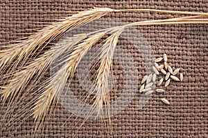 Grains and ears of wheat on sacking, raw materials for bread, flour, pasta, whiskey, vodka, bread