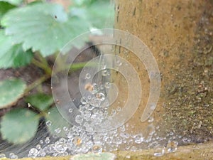 The grains that fall tread on the leaves, flowing straight leaving a row of water on the leaves. Cool, like dew