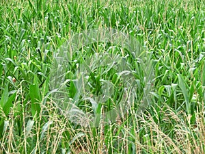 Grains field at United States of America