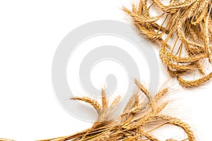 Grains isolated. Whole, barley, harvest wheat sprouts. Wheat grain ear or rye spike plant isolated on white background, for cereal