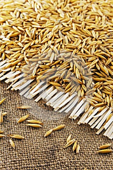 Grains of oats on the background of jute