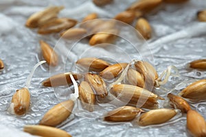 Grains of oats. Close-up