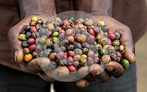 Grains of ripe coffee in the handbreadths of a person. East Africa. Coffee plantation.