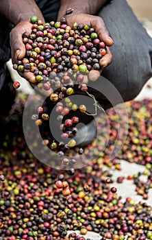 Grains of ripe coffee in the handbreadths of a person. East Africa. Coffee plantation.