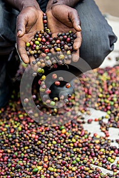 Grains of ripe coffee in the handbreadths of a person. East Africa. Coffee plantation.