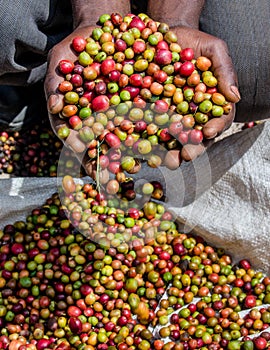 Grains of ripe coffee in the handbreadths of a person. East Africa. Coffee plantation.