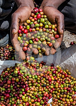 Grains of ripe coffee in the handbreadths of a person. East Africa. Coffee plantation.