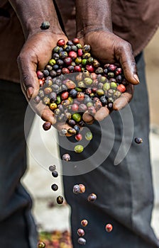 Grains of ripe coffee in the handbreadths of a person. East Africa. Coffee plantation.