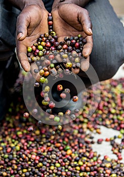 Grains of ripe coffee in the handbreadths of a person. East Africa. Coffee plantation.