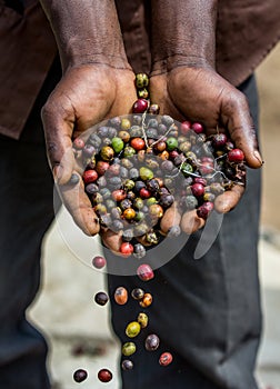 Grains of ripe coffee in the handbreadths of a person. East Africa. Coffee plantation.