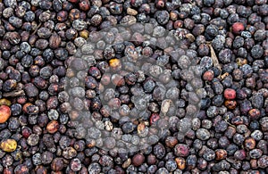 Grains of ripe coffee lie under the sun. Close-up. East Africa. Coffee plantation.