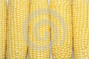 Grains of ripe corn close up
