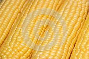 Grains of ripe corn close up