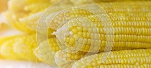 Grains of ripe corn. close up corn in sun light