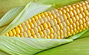 Grains of ripe corn in an ear