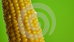 Grains of ripe yellow fresh corn on cobs and water drops on green background