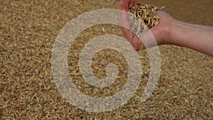 Grains slowly falling from a hand onto a pile of grains