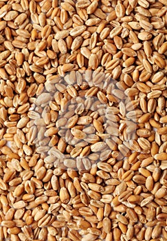 Grains of wheat close-up