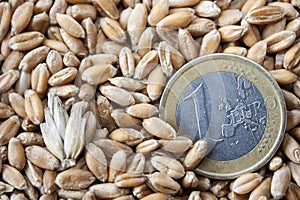 Grains of wheat and european coin one euro nominal