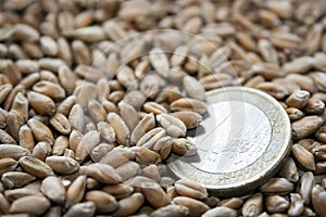 Grains of wheat and european coin one euro nominal. Closeup