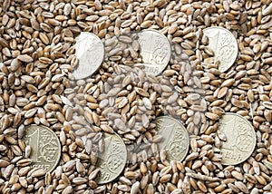 Grains of wheat and few Ukrainian coins one hryvnia