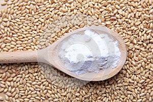 Grains of wheat and flour