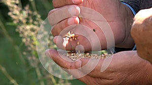 Grains of wheat in the hands of man