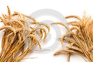 Grains wheat oats. Whole, barley, harvest wheat sprouts. Wheat grain ear or rye spike plant isolated on white background, for