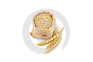 Grains of wheat or rye in bag with bunch of dry ears isolated on white background