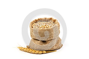 Grains of wheat or rye in bag with bunch of dry ears isolated on white background