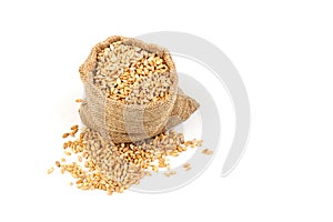 Grains of wheat or rye in bag with bunch of dry ears isolated on white background