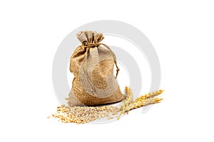 Grains of wheat or rye in bag with bunch of dry ears isolated on white background