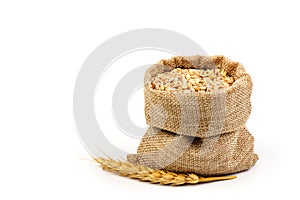 Grains of wheat or rye in bag with bunch of dry ears isolated on white background