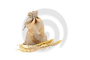 Grains of wheat or rye in bag with bunch of dry ears isolated on white background