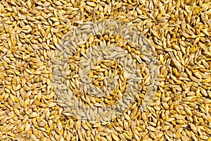 Grains of wheat. Top view wheat. background closeup