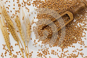 Grains of wheat, wooden spoon, barley