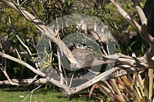 Grallina cyanoleuca or magpie-lark sitting on nest in tree