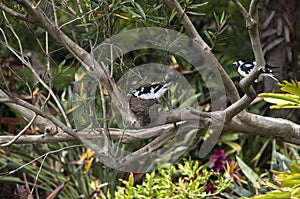 Grallina cyanoleuca or magpie-lark sitting on nest in tree with partner nearby