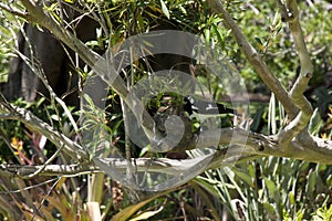 Grallina cyanoleuca or magpie-lark standing by nest built on a tree branch in garden