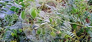 Gram or chickpea plants with fruits footage