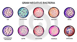 Gram negative bacteria