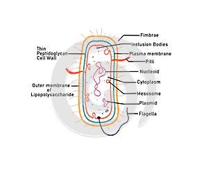 Diagram of gram negative bacteria photo