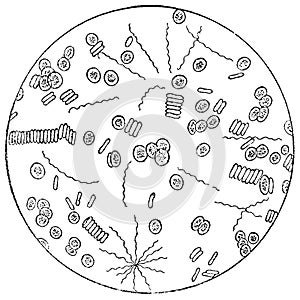 Gram-negative bacteria of Spirillum. photo