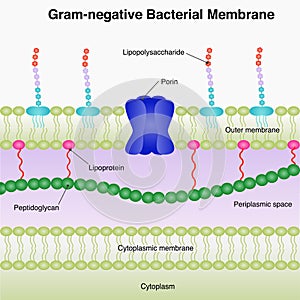 Gram-negative bacterial membrane