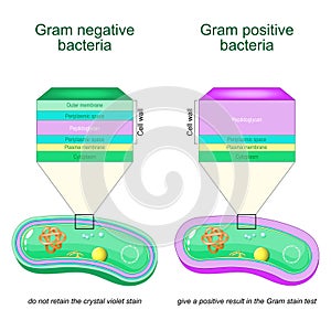 Gram negative and Gram positive bacteria