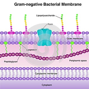 Gram-negative bacterial membrane